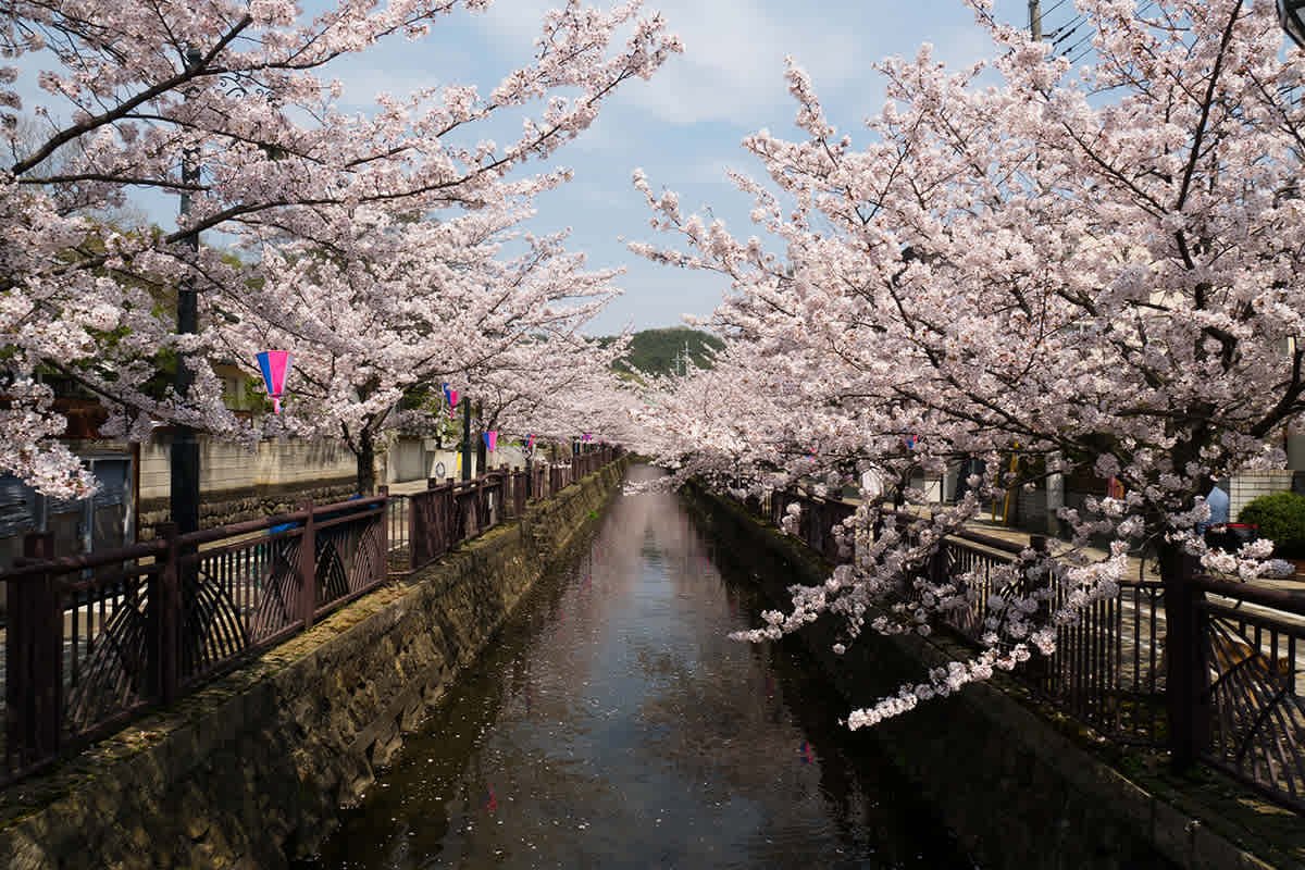 🌉 야세노 안경다리(야세노 메가네바시) 이미지 4